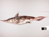 New Zealand scientists discover new ‘ghost shark’ species